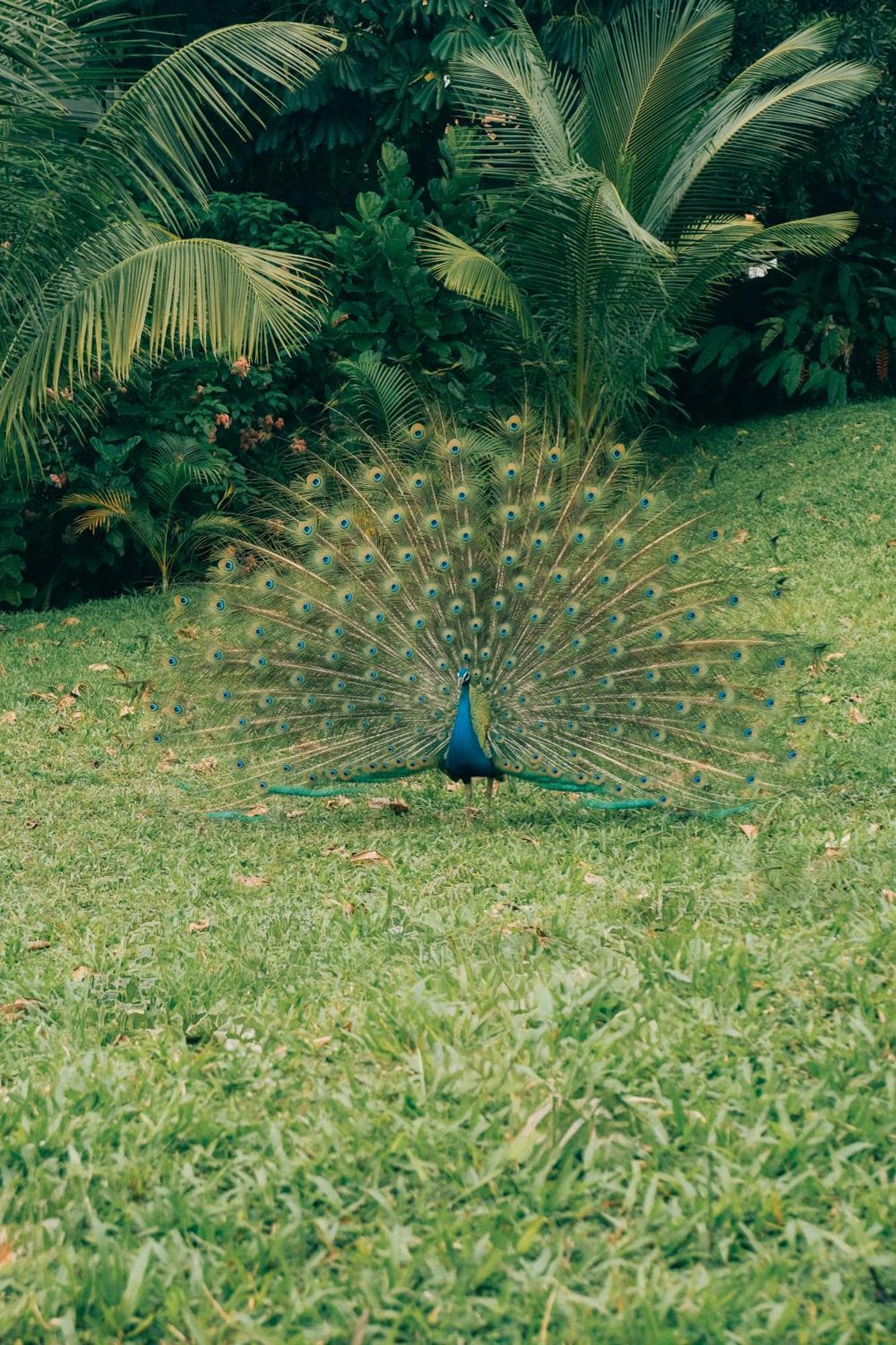 Raffles Sentosa Singapur Exteriér fotografie